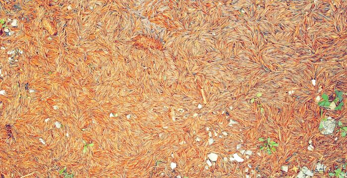 These Pine Needles Look Like An Impressionist Painting