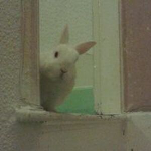 playboybunny11006 avatar