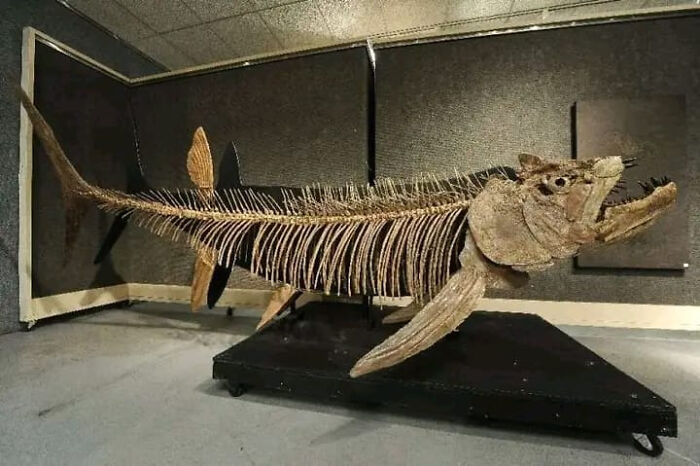 Fossil Of Giant 40+ Million Year Old Fish Found In Argentina