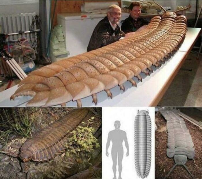Arthropleura Millipede Is The Biggest Bug Known To Ever Live