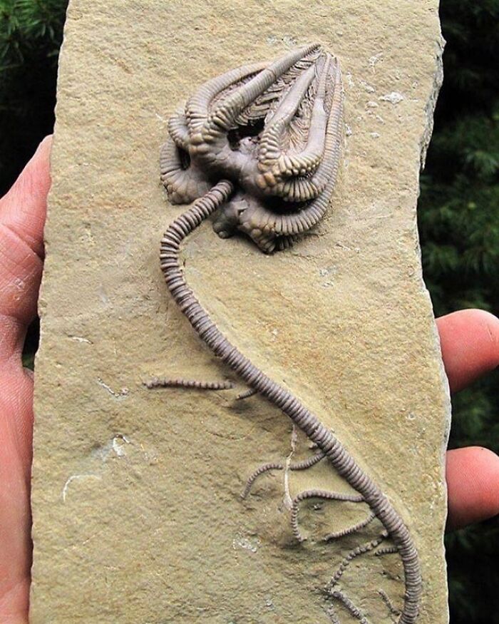 An Incredibly Intact Crinoid Specimen Fossil Dating Back To About 345 Million Years Ago!