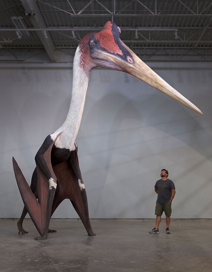 This Is Quetzalcoatlus Northropi. It Is The Largest Pterosaur Ever Discovered And Possibly The Largest Flying Animal Ever! It Had A Wingspan Of Around 15.9 Metres (59 Feet)
