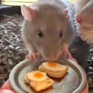 trentonsherwood avatar