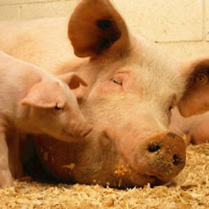 tzesyfoxakaimi avatar