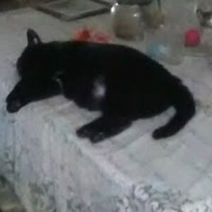 lesliecochran avatar