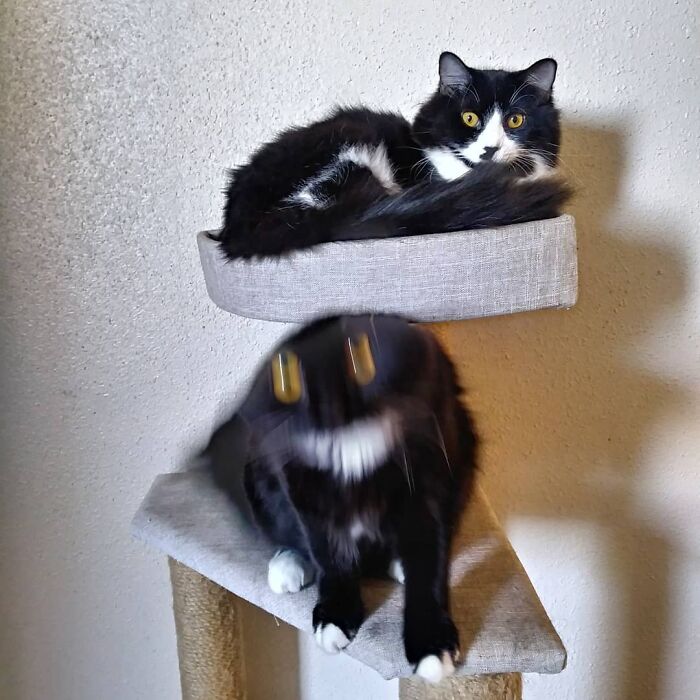 Funny-Blurry-Pictures-Of-Cats