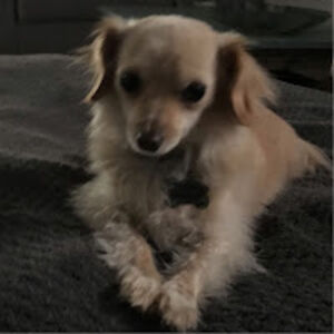 blakeluttrell avatar