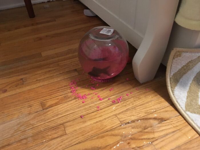 The Cat Knocked My Daughter’s Fish Bowl Off The Dresser