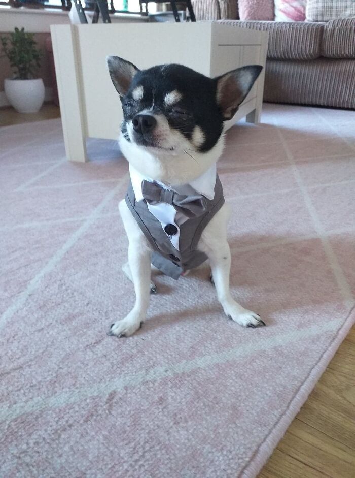 My Parents Are Getting Married And We're Allowed To Bring Our Dog. An Excuse To Buy This