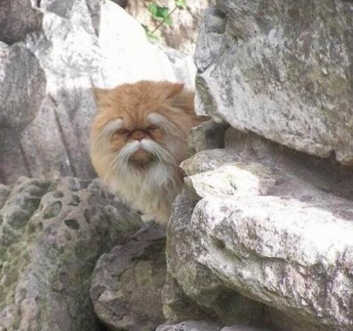 Este gato se parece un maestro gruñón de Kung Fu 