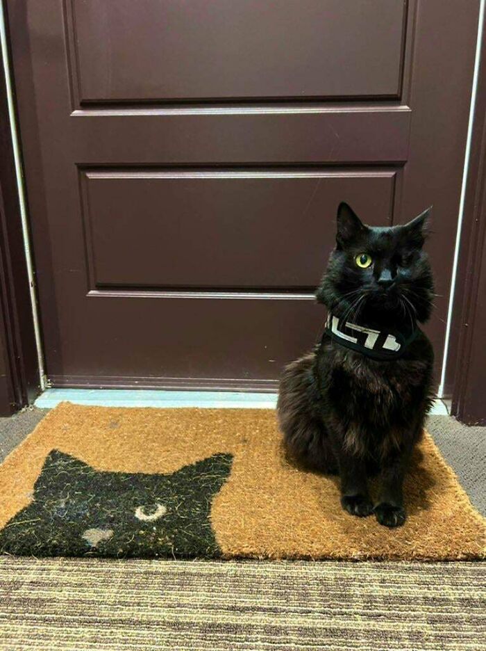 My Bulgarian Dumpster Cat Is Proud Of His Harness And Doormat