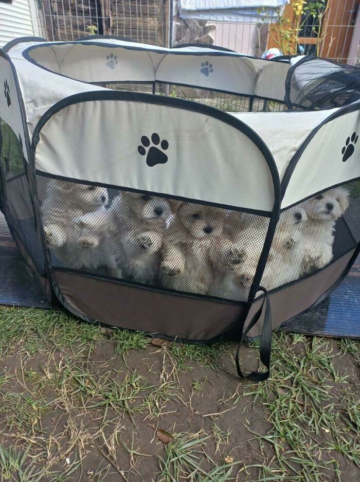 Puppy Jail To Give Their Mom A Break