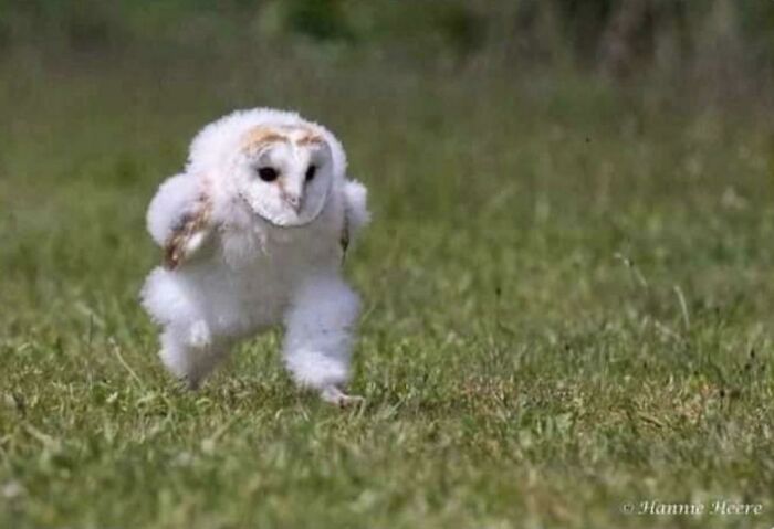 Owls Are Allowed To Run????