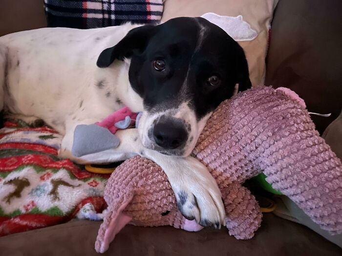 I’m 6 Days Past My Due Date And She Gathered All Her Favorite Toys And Gave Me These Puppy Dog Eyes