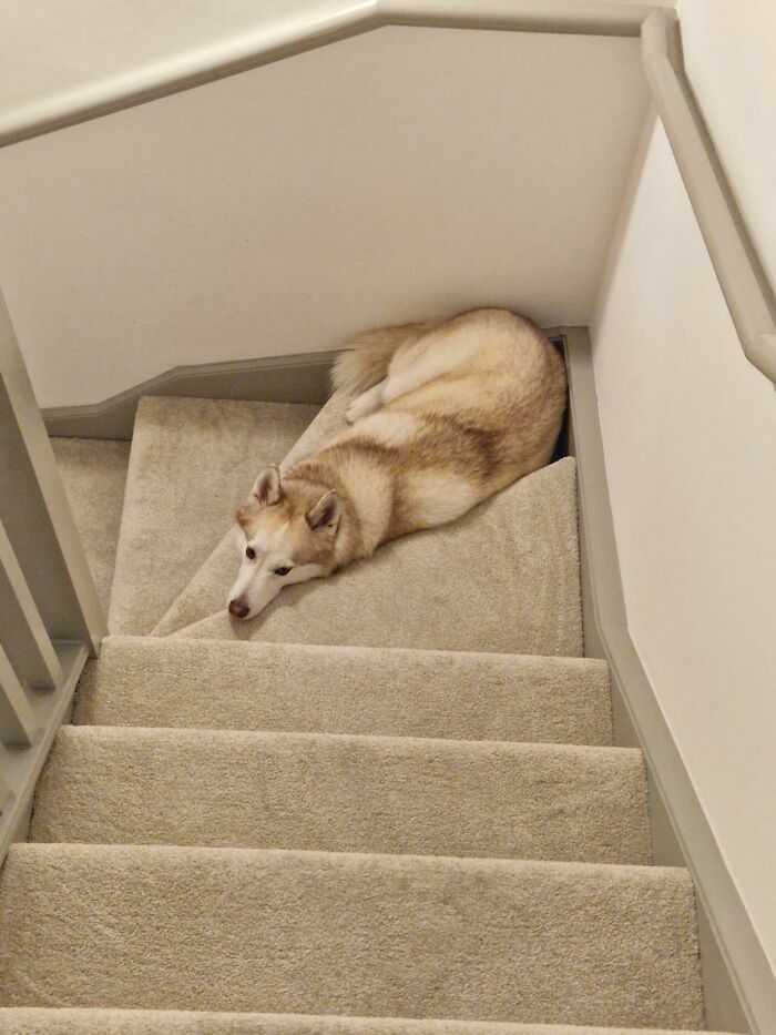 When One Human’s Upstairs And The Other’s Downstairs