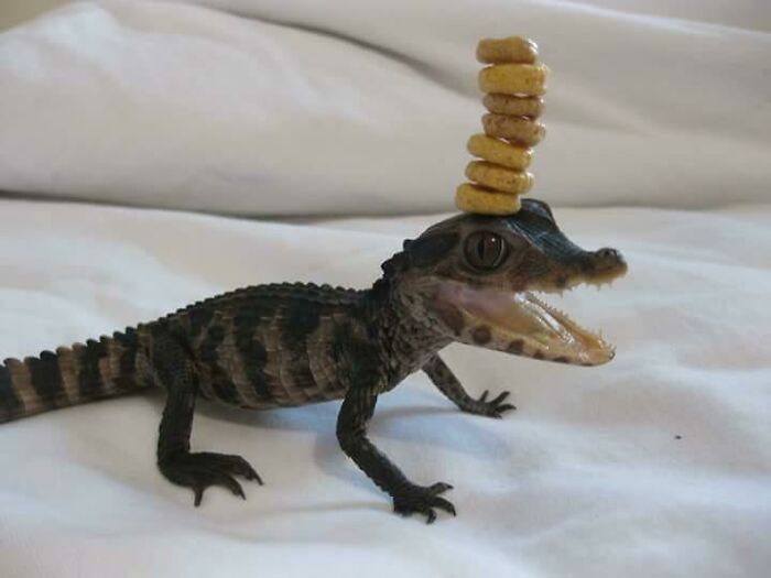 He Can Stack 7 Cheerios On His Head
