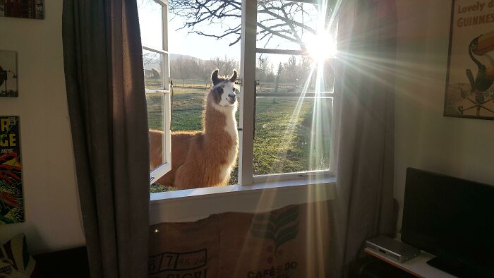 A Ridiculously Photogenic Llama At An Airbnb In New Zealand
