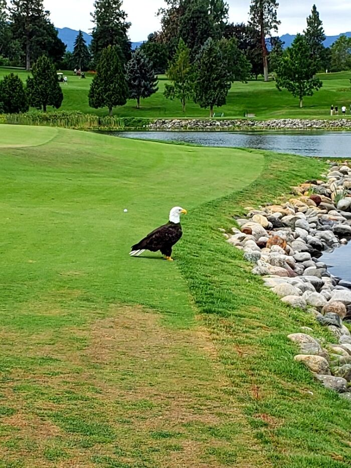 Got A Text From A Golfer Friend Saying "I Just Missed An Eagle On The 12th! " Then He Sent This