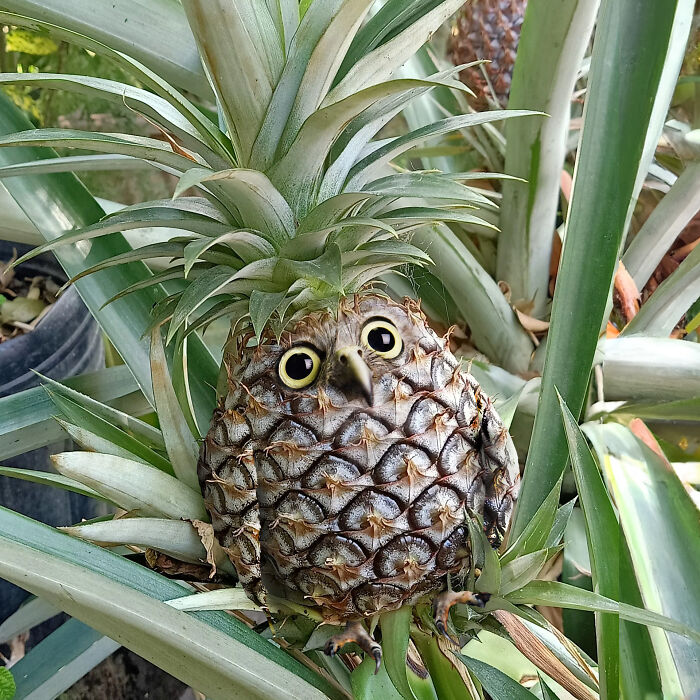 I Photoshop Animals Into Things As A Hobby. Here's A Pineappowl