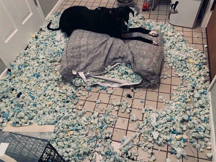 This Is What Happens At 2 AM If You Forget To Give My Great Dane Pup All 4 Of Her Bedtime Chew Toys. She’s Lucky She’s Adorable Because She’s Definitely A Jerk