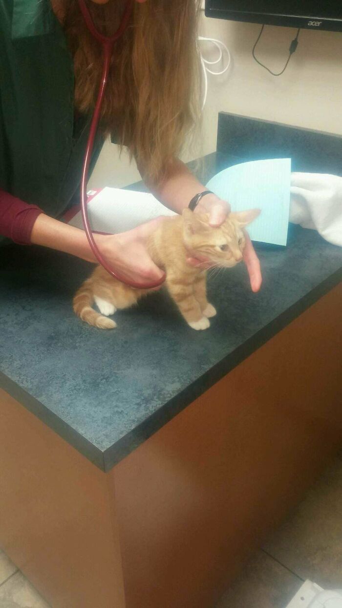 First Vet Visit, Tony Was Purring So Loudly The Vet Had To Cover His Nose To Hear His Heart