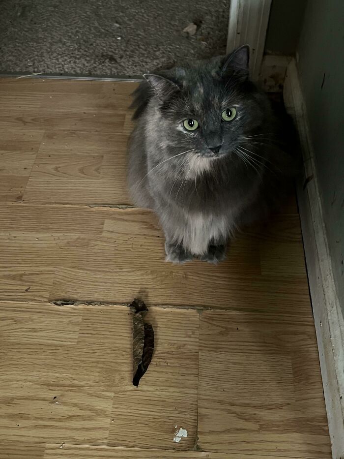Behold! The Mighty Hunter With Her Prey, The Dried Leaf