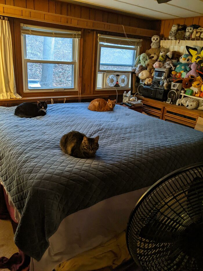 Mi argumento para tener un gato más: la cama tiene 4 esquinas 