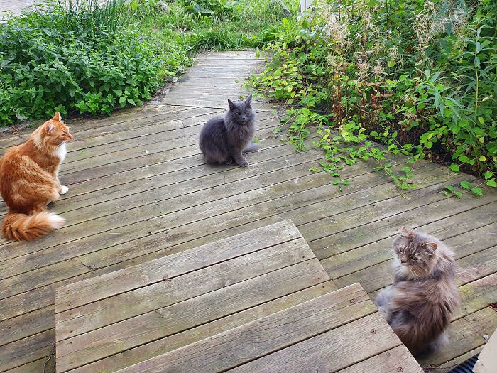 Una reunión peluda en el jardín (Ron, Harry y Hermione)