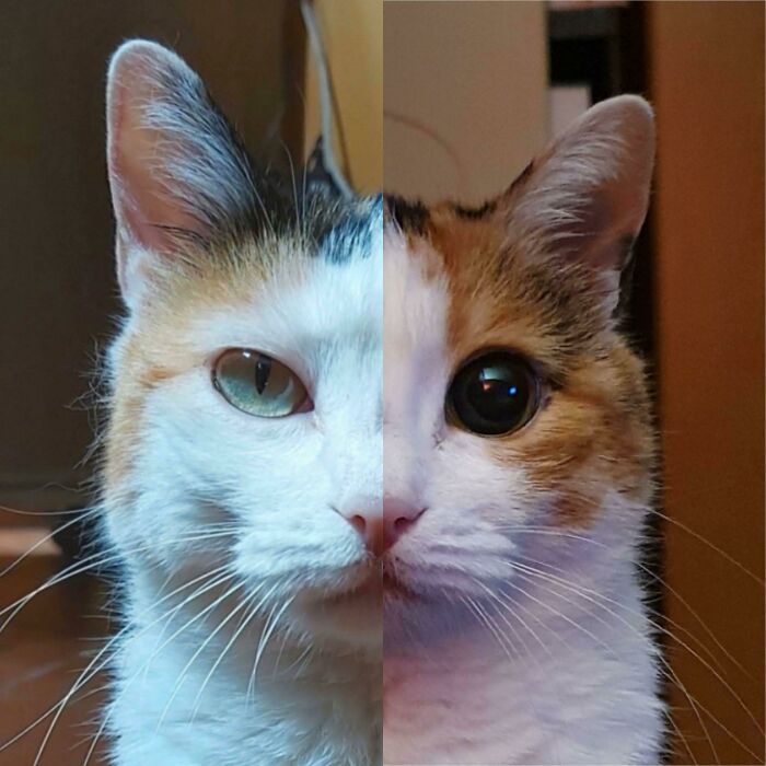 Mia's Eyes Day vs. Night