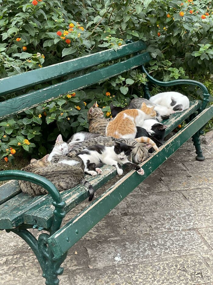Cats Sleeping On A Bench In Whidbey Island, Wa. I Had To Stop And Take A Picture On My Walk!