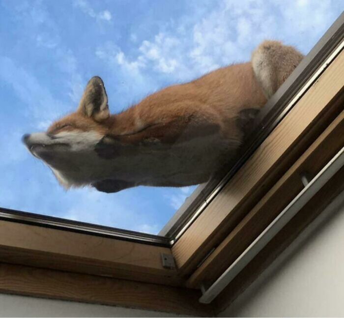 This Fox Fell Asleep On A Skylight