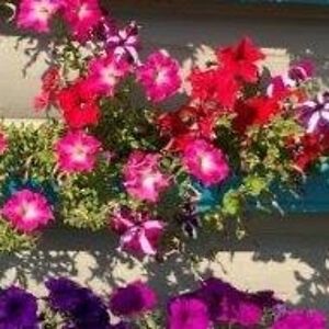 shirien_chappell avatar