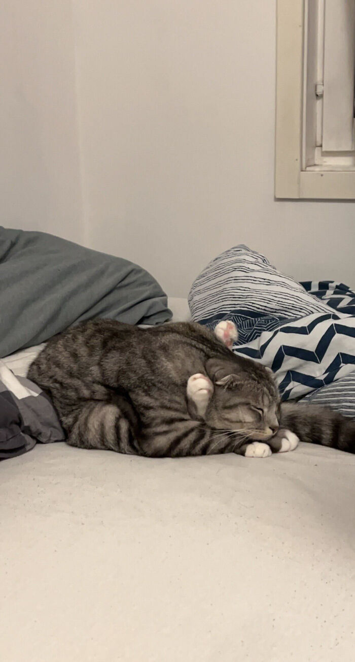 Esta es la forma en la que duerme Leon, el gato de mi colega