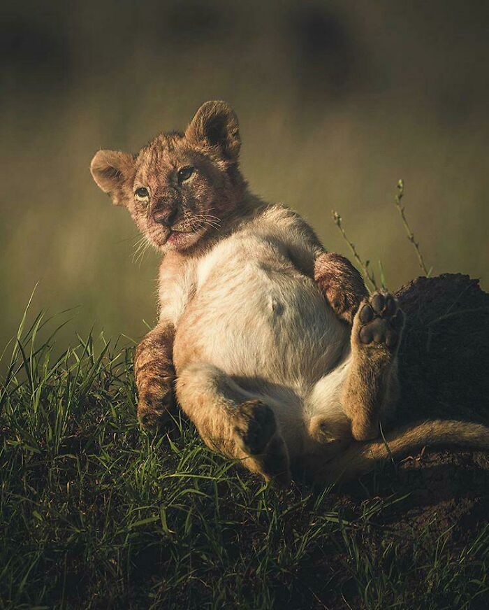 This Lion Cub, Full After Eating