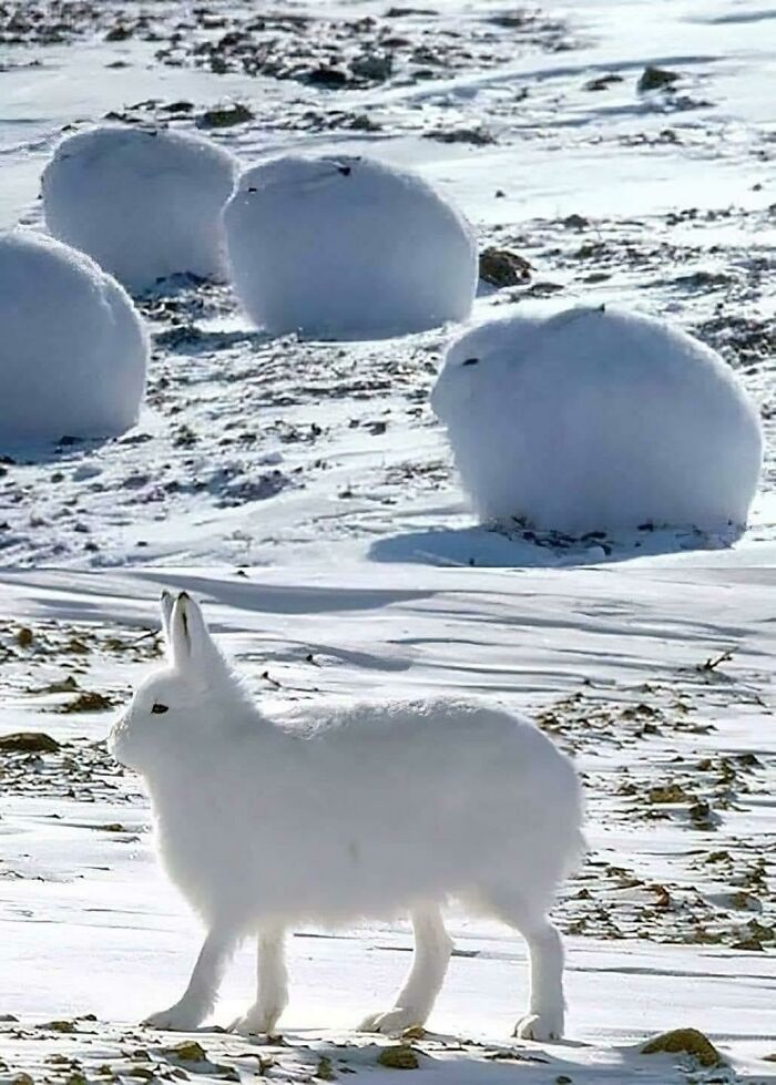 Arctic Hares Are Very Cute In A Snowball Type Of Way