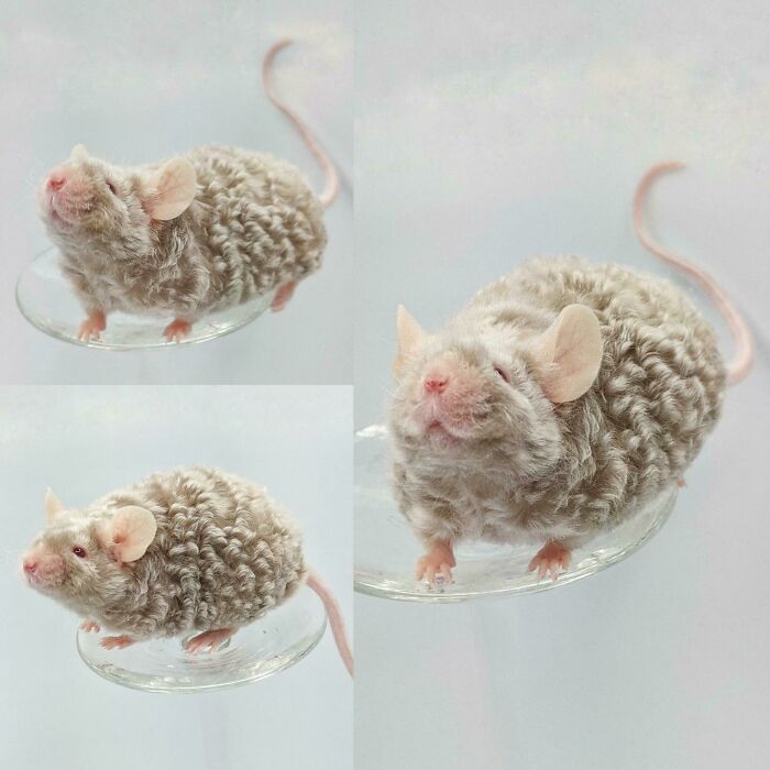 One Of The Top Stud Mice At My Mousery Smiling For Photos