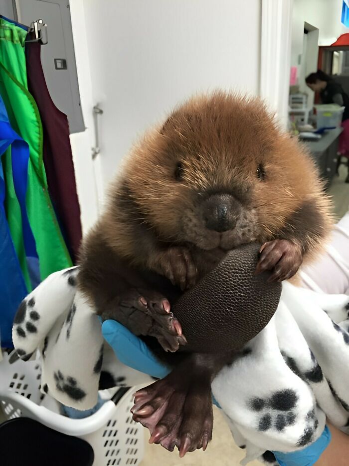 Baby Beaver Holding Its Tail And Nibbling On It