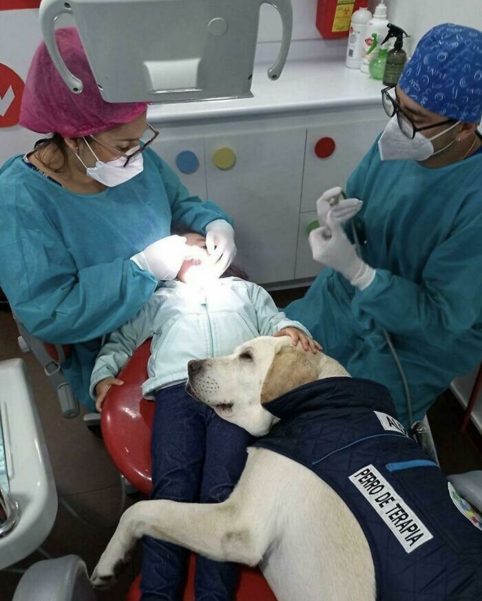 No tiene precio el dulce perro de apoyo que consuela a los niños en el dentista