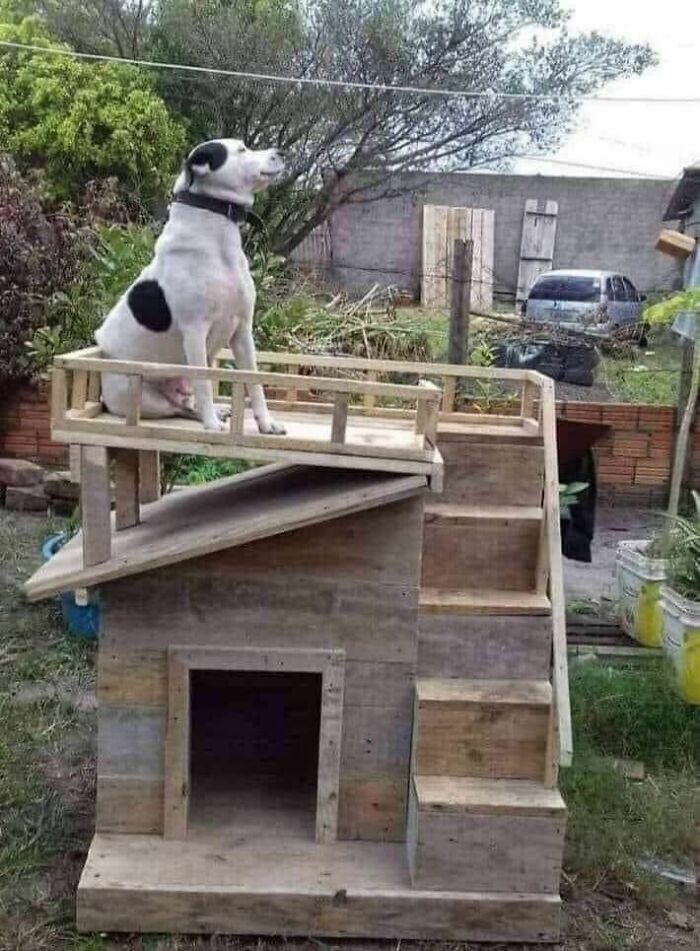 He Looks Very Happy With His New House With A Terrace