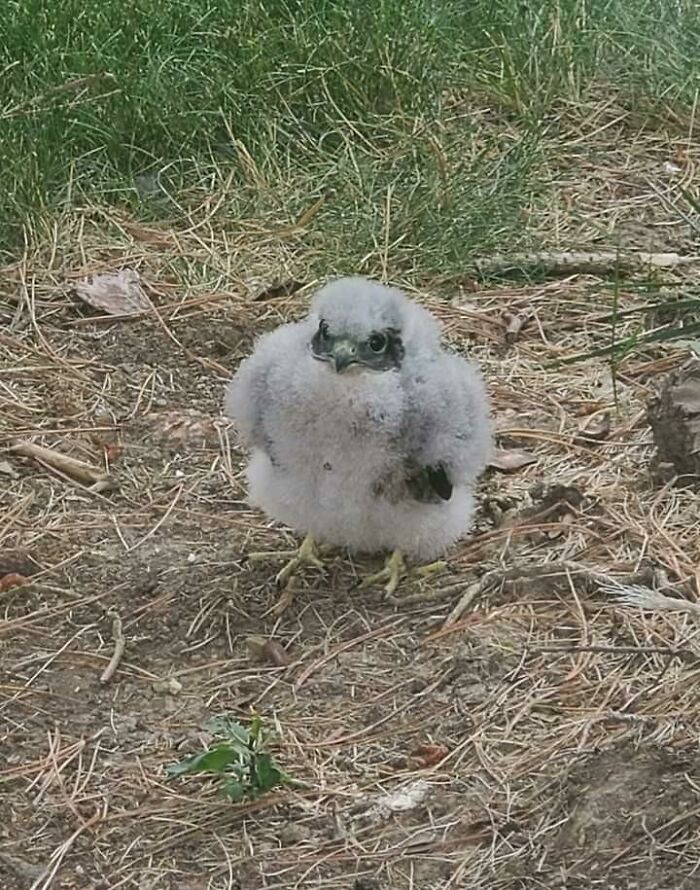 Found In Backyard: A Rare And Endangered Peregrine Falcon—the Fastest Bird On The Continent (The Wildlife Commission Reunited Him With His Family)