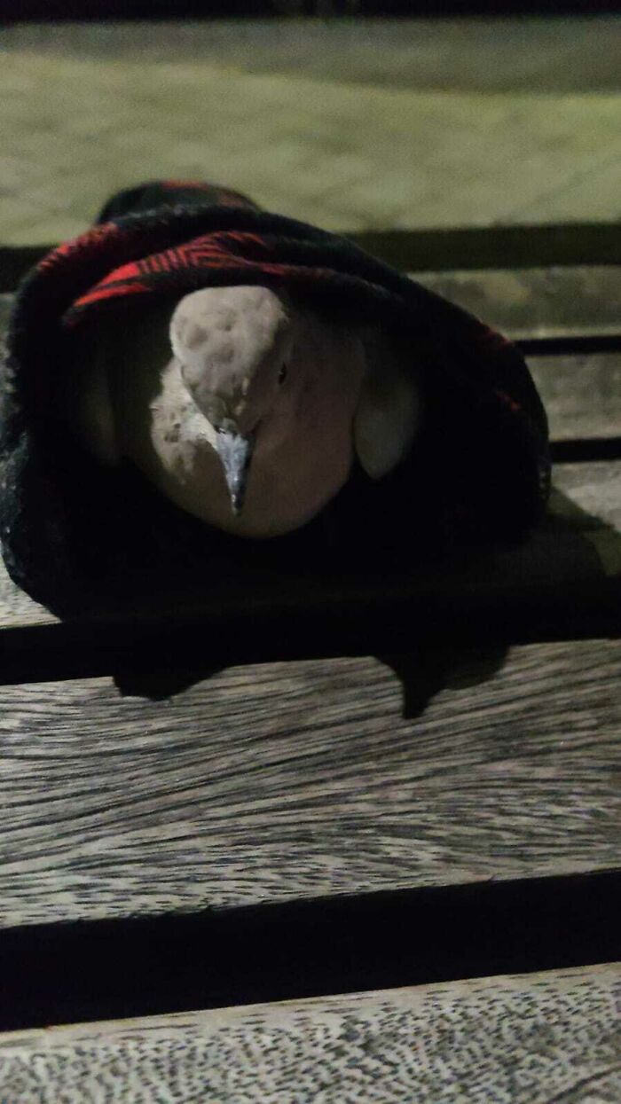 Forgot My Scarf At A Park, Went Back And Found This Little Fella