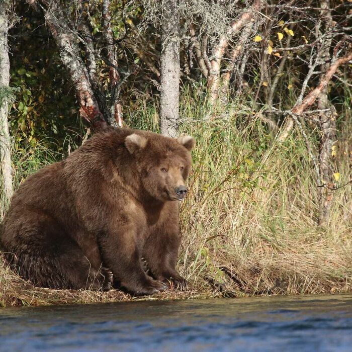 Meet Otis, The 2021 Champion And Four Times Winner Of "Fat Bear Week" At Alaska's Katmai National Park