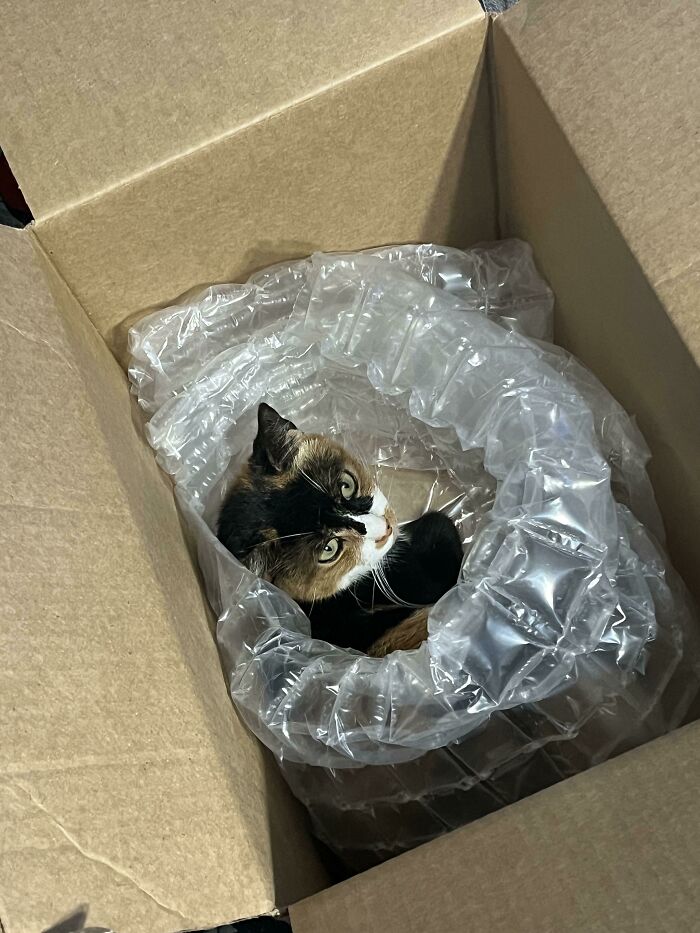 Someone Wants To Get Shipped Across The Country For A Low Cat Rate