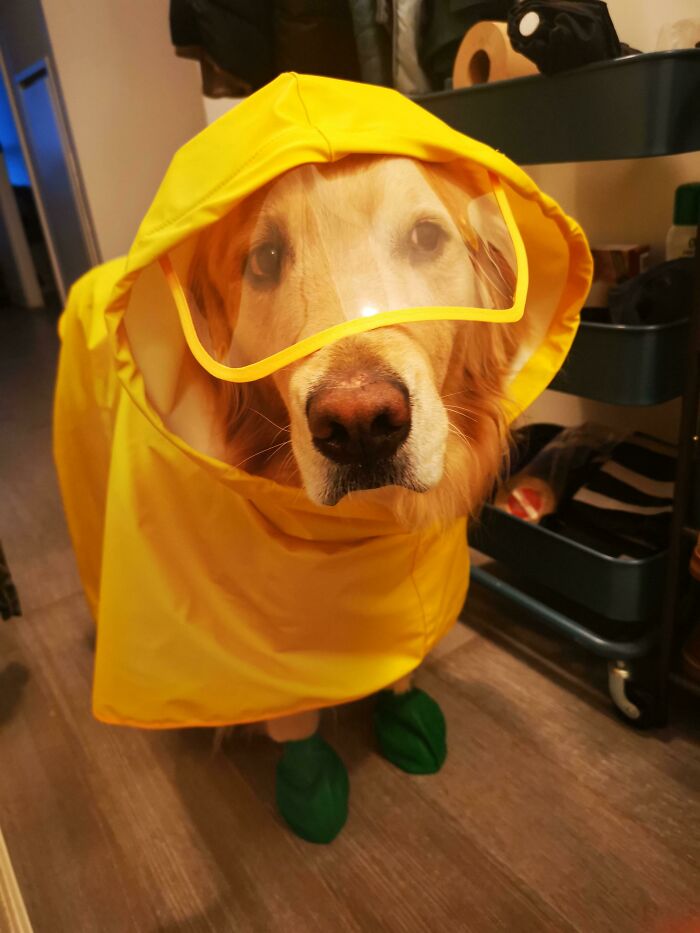 Would Absolutely Jump In Water To Swim, But Refuses To Walk In The Rain Without A Coat