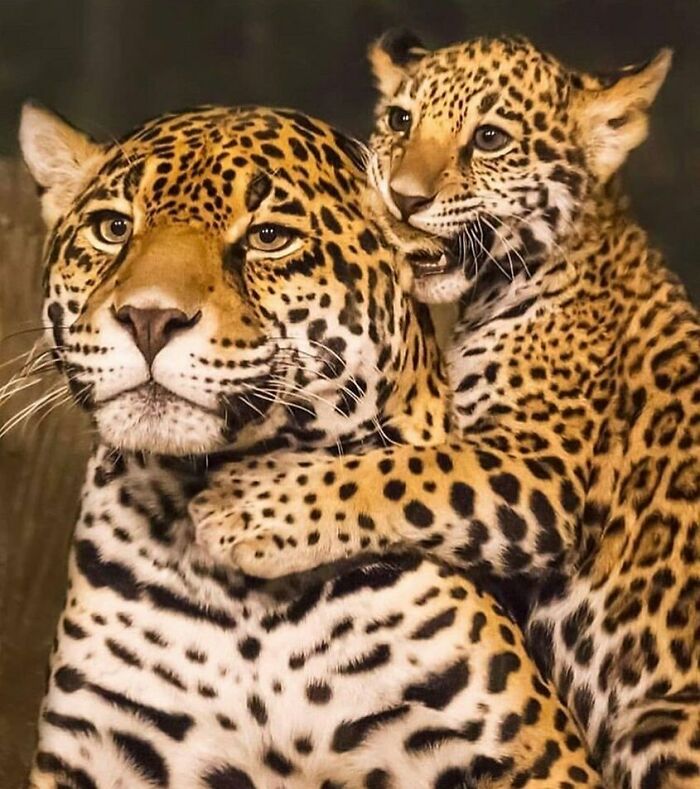 Leopardo con su mamá