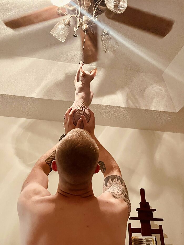 Every Night My Husband Holds Our Sphynx Cat Up To Fight His Nemesis: The Ceiling Fan Pull