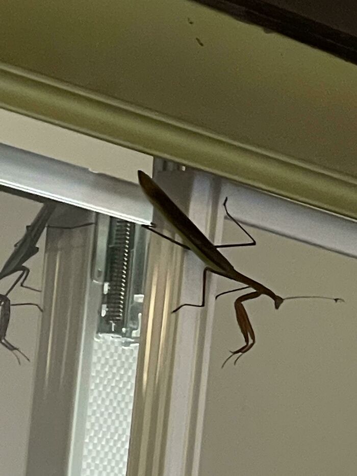This Thing Has Been Flying Around Terrorizing Me (Chicago If That Helps)