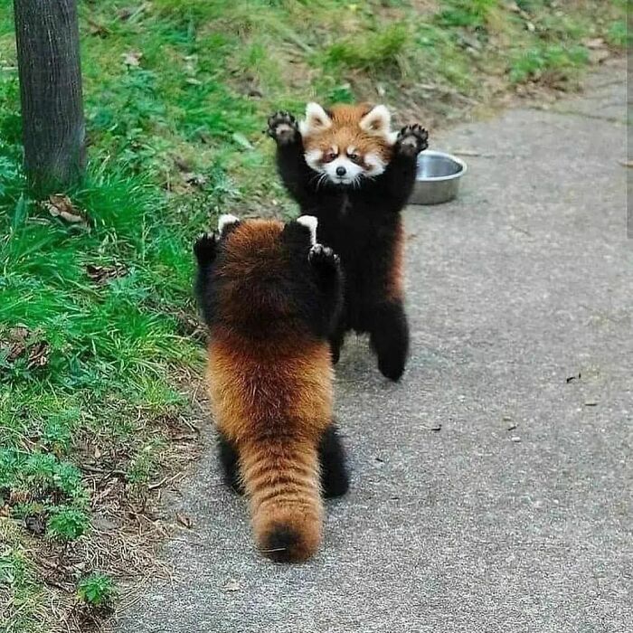 Red Pandas Stand Up And Extend Their Claws To Look Bigger And Dangerous