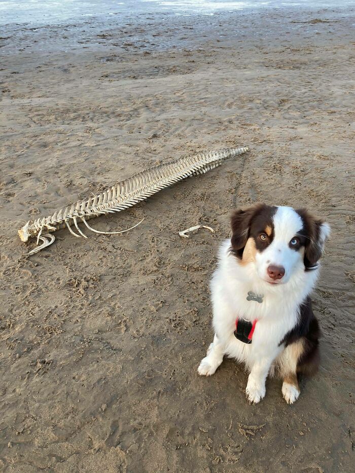 Mi novia sacó a pasear a su perro y se encontró con esto. ¿Qué es? Inglaterra, Reino Unido