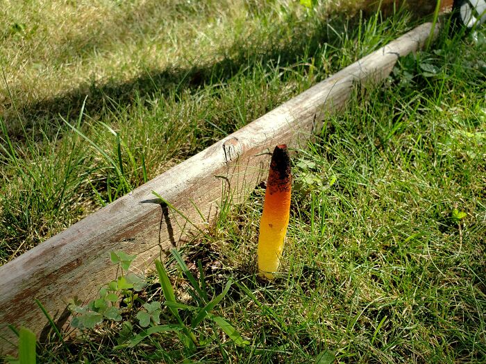 ¿Qué es esta cosa que ha aparecido en mi jardín?